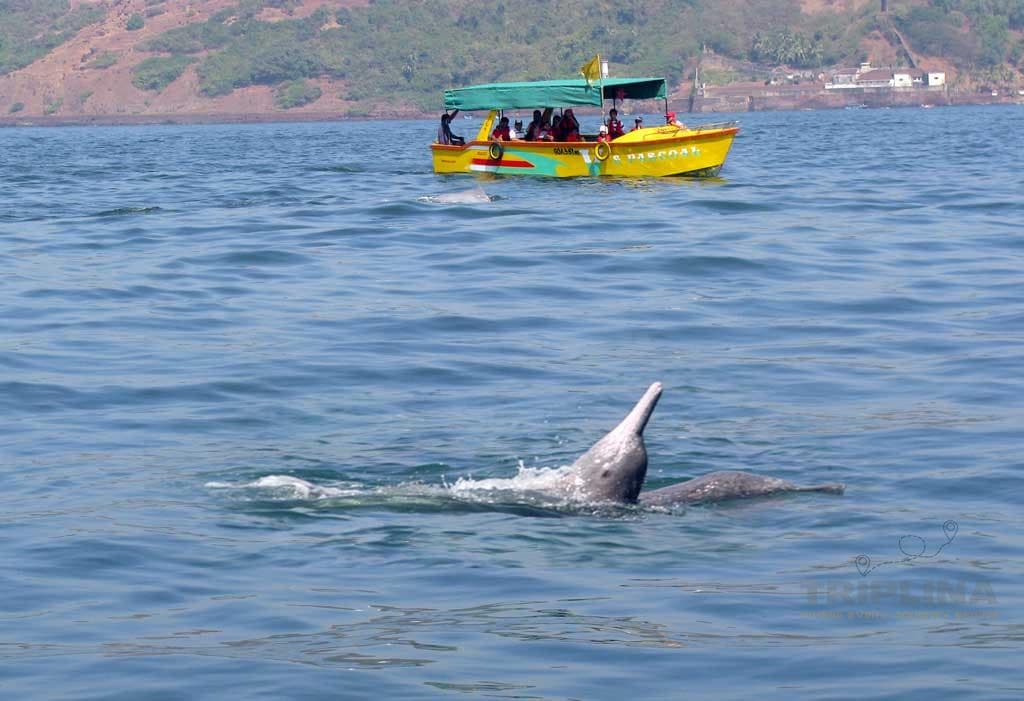 Dolphin Safari Boat Tour Package